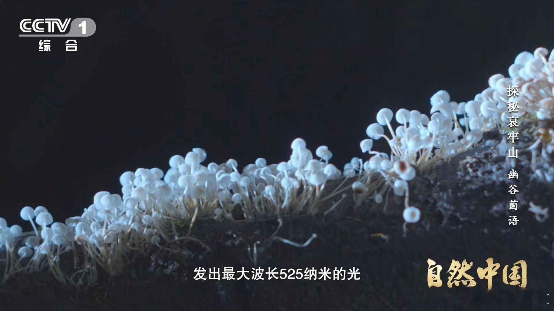 山里有天然小夜灯会发光的蘑菇你见过吗 哀牢山的夜藏着会呼吸的星星。发光蘑菇悄然绽