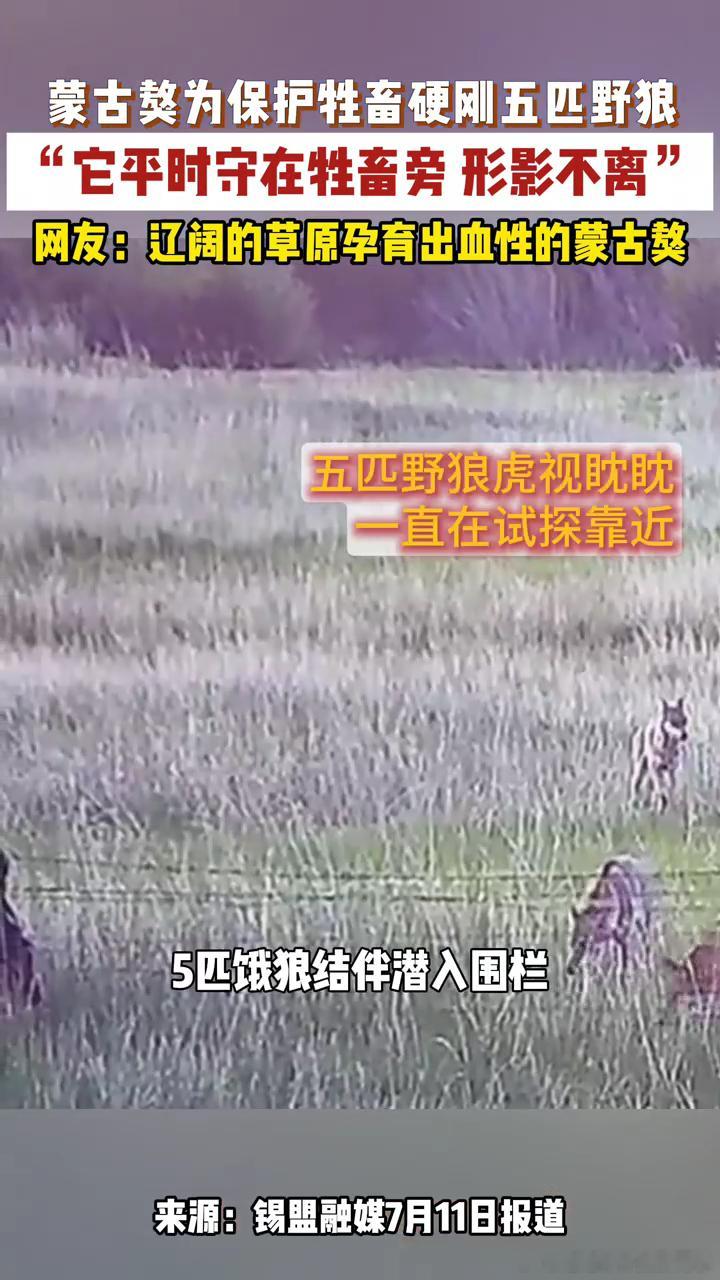 蒙古獒为保护家中牲畜独战5匹野狼 话说回来，这狼也挺惨的，五打一都没占到便宜。 