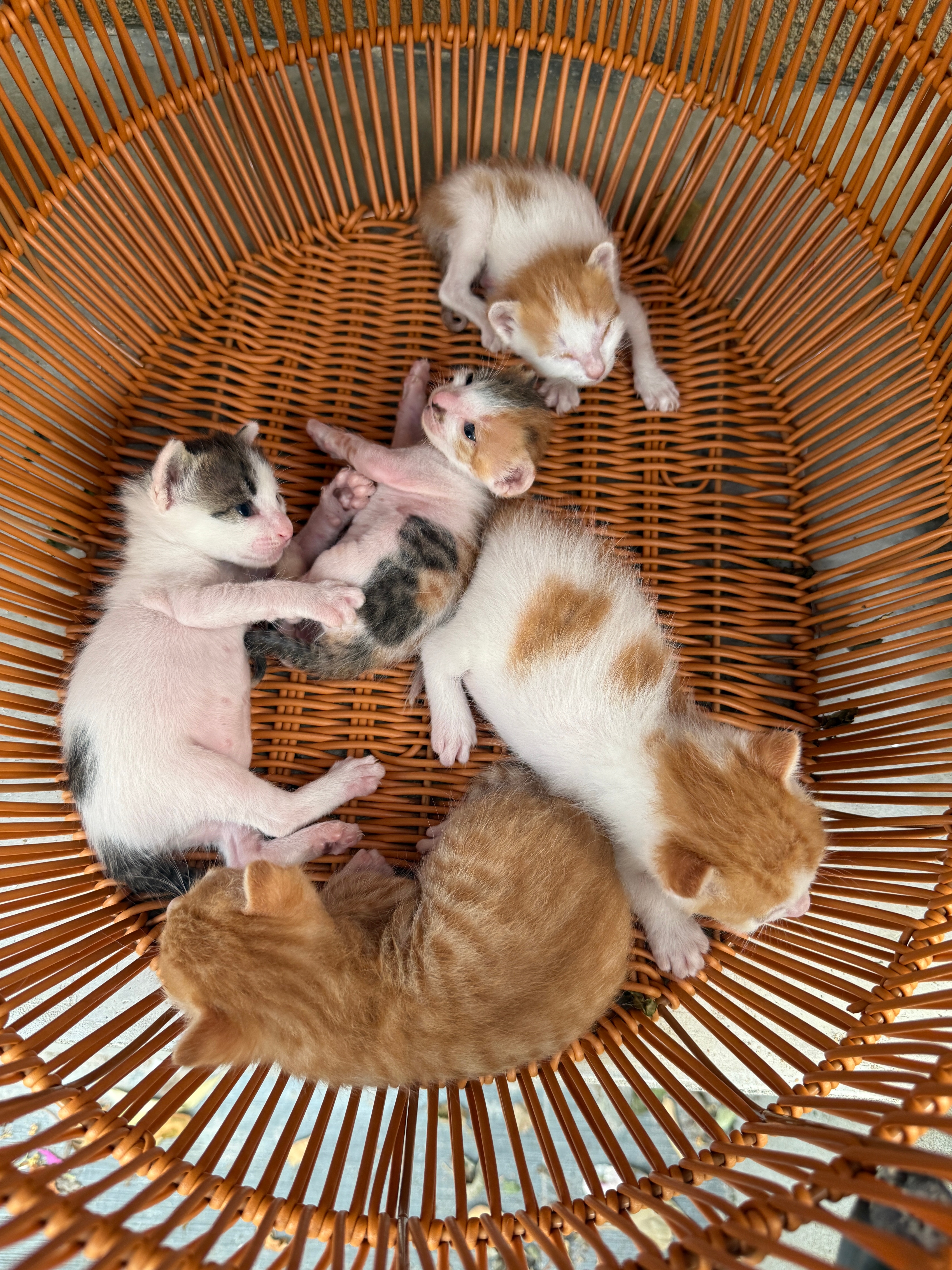 嘿嘿，俺们小奶猫们好漂亮好可爱