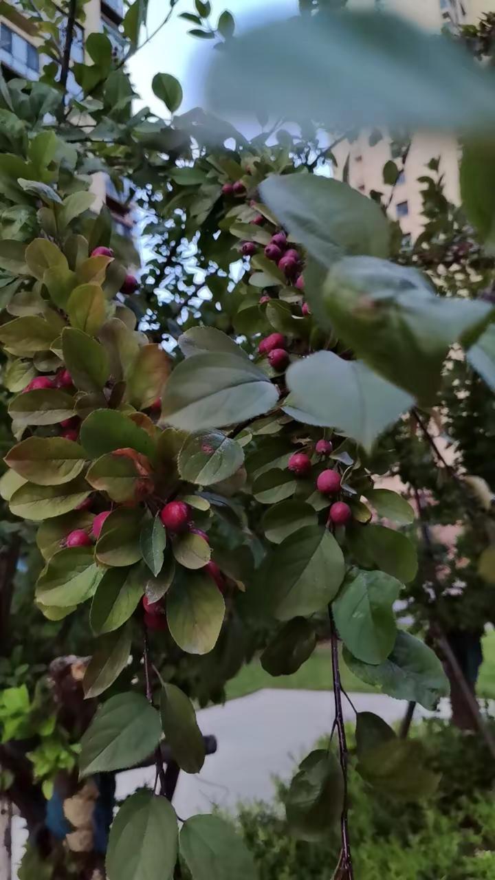 小苹果是真的红！