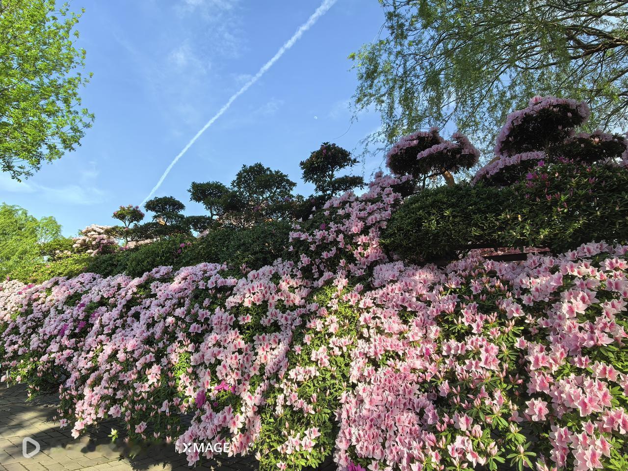 拍花也是一种享受。今天下午乘公交车专程去了唐山南湖.开滦旅游风景区观赏牡丹和杜鹃
