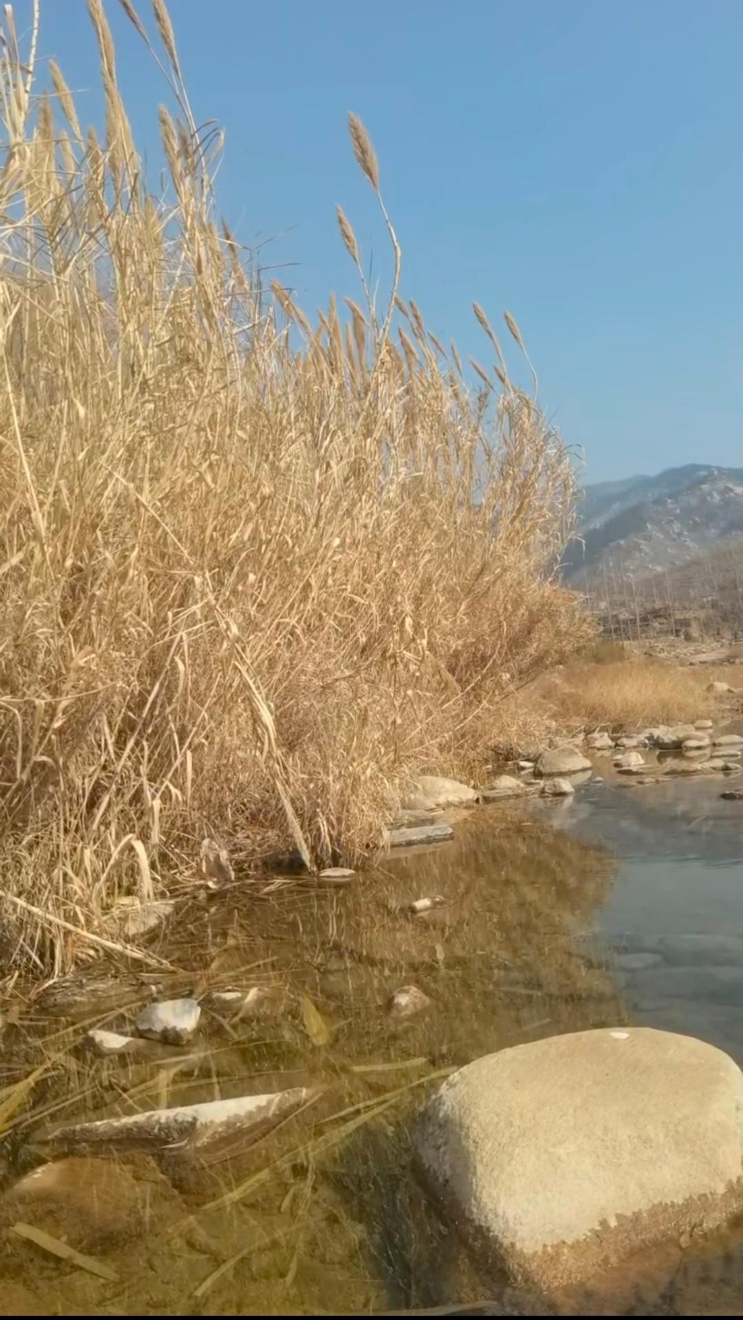 昨朝兰陵半日游，薛国未停又滕州。
​羊汤辣鱼酒二两，荻花暮色徒添愁。
     