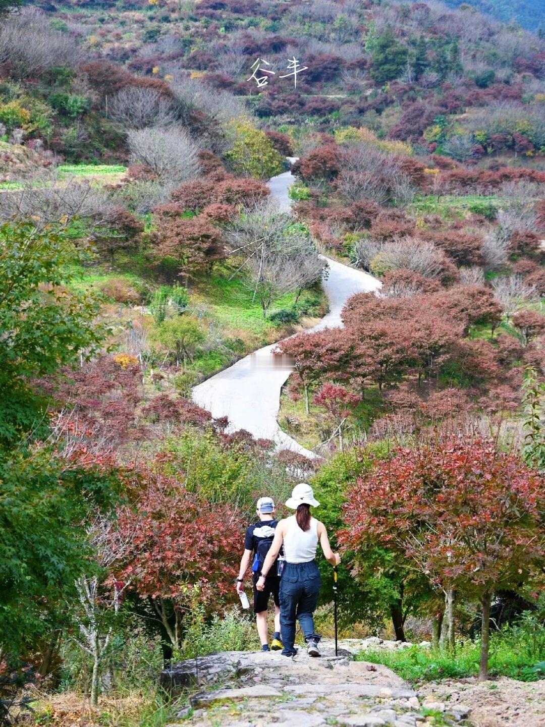 赏秋指南|下周四明山将迎来神仙秋景❗原图