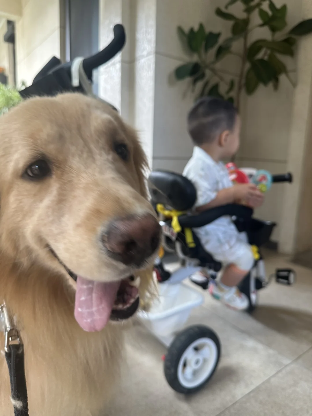 和西岸适配度满分