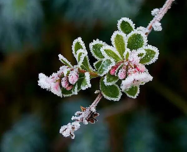 片山先生解释道，当下的日本已经在逐步衰退，民众需要精神寄托，政客需要控制民众的精