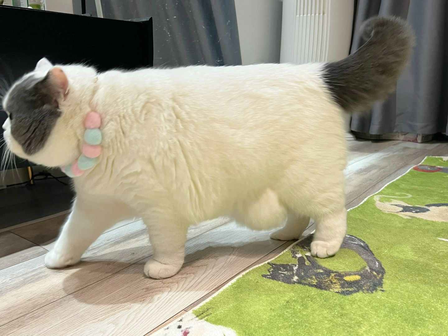 猫车车来了，小心创到你心里