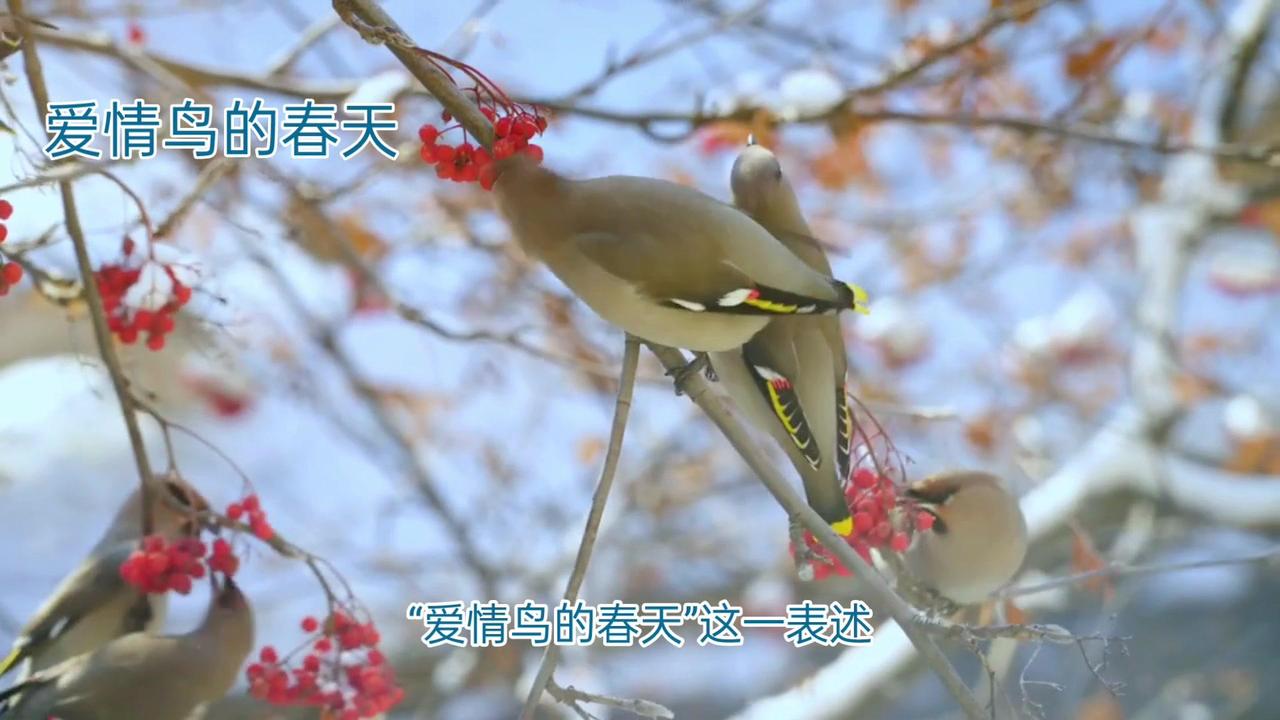 💖爱情鸟的春天，象征意义和文化内涵的表述

🎉爱情鸟的春天，可能指的是一种象