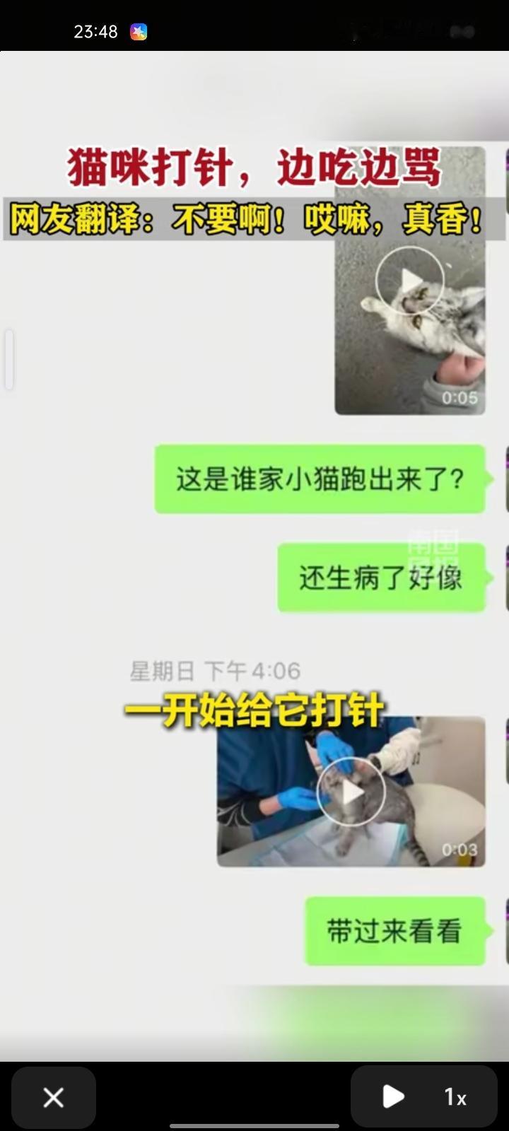 12月1日，宿迁市泗阳县。网友晒视频称，猫咪在医院打针，边吃边骂。这猫是前几天在