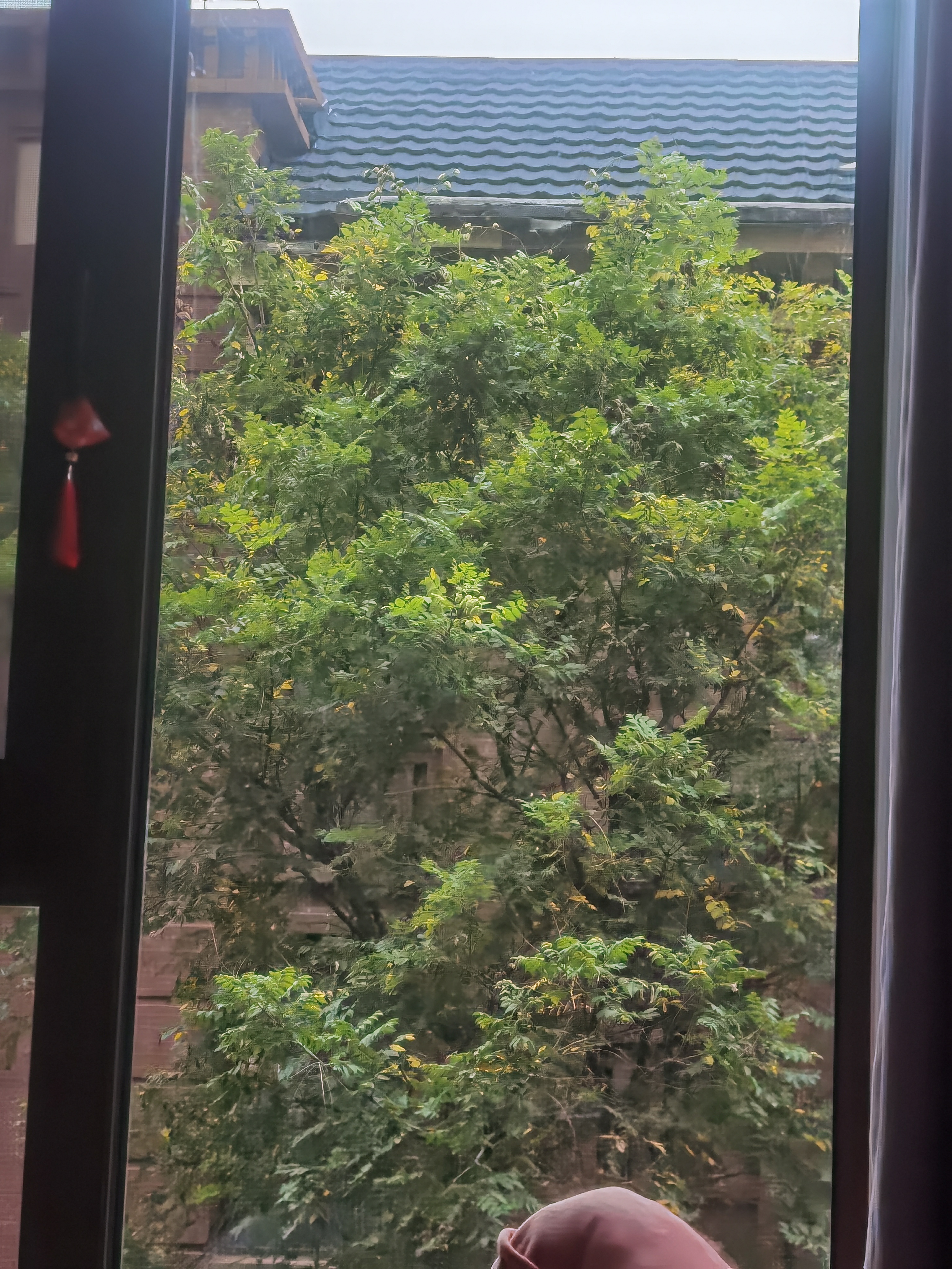 这天气真是说凉就凉啊，早起开窗凉风嗖一下，赶紧关上了，本来想出去买早点，怕冷在家