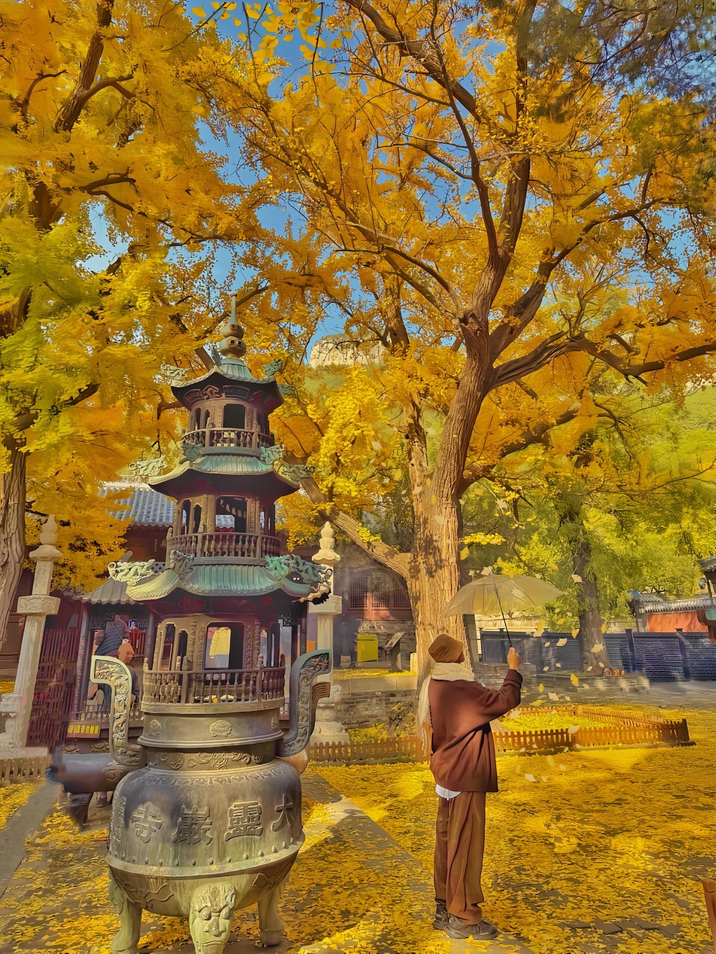 我将无数次爱上济南的秋天❗️ 穿越千年的浪漫🍂 在此刻具象化了… 1...