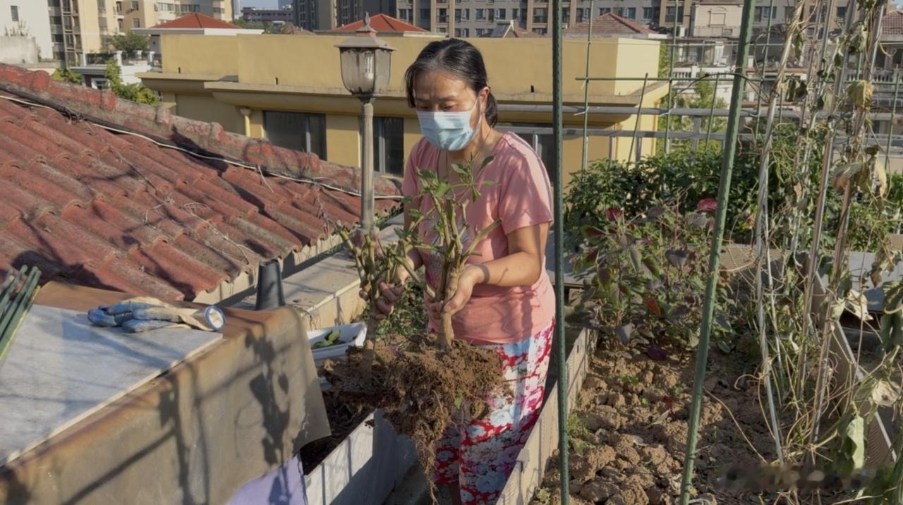 昨日武汉晴空万里，28℃的舒适秋日，正好适合打理阳台菜园。勤劳的老婆一早便忙碌起