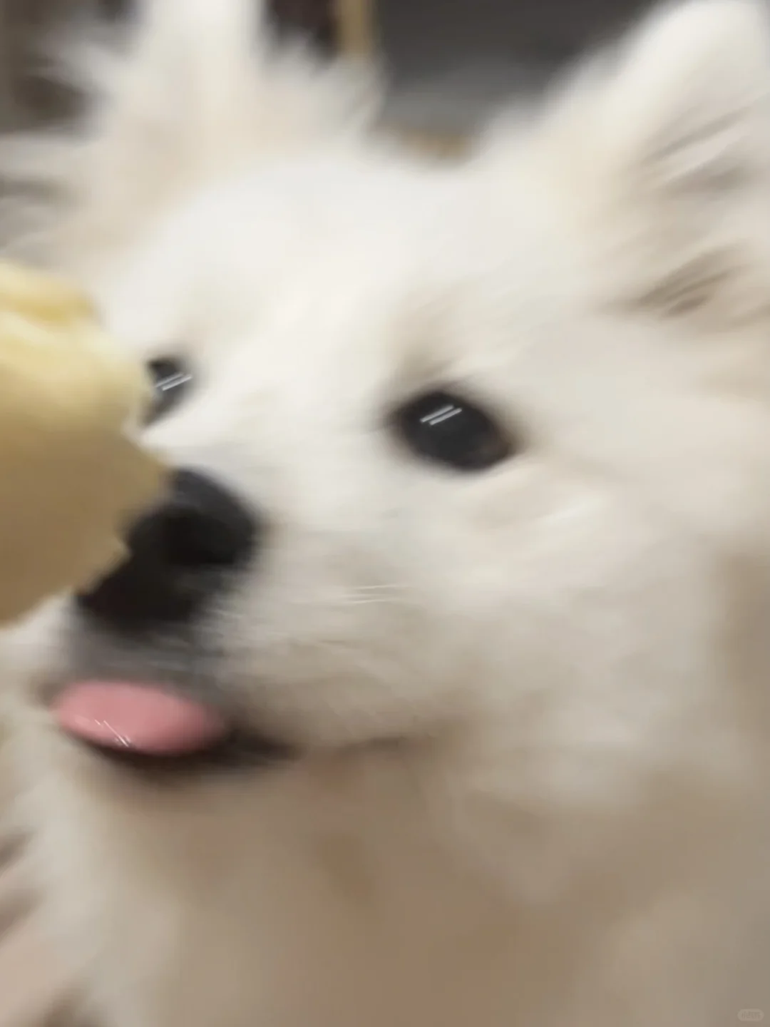 诶狗粮哪有妈妈的面包好吃（偷吃版