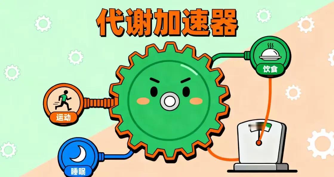 激活人体“代谢加速器”：不是疯狂运动，而是这四个被忽视的开关


为什么有人狂吃