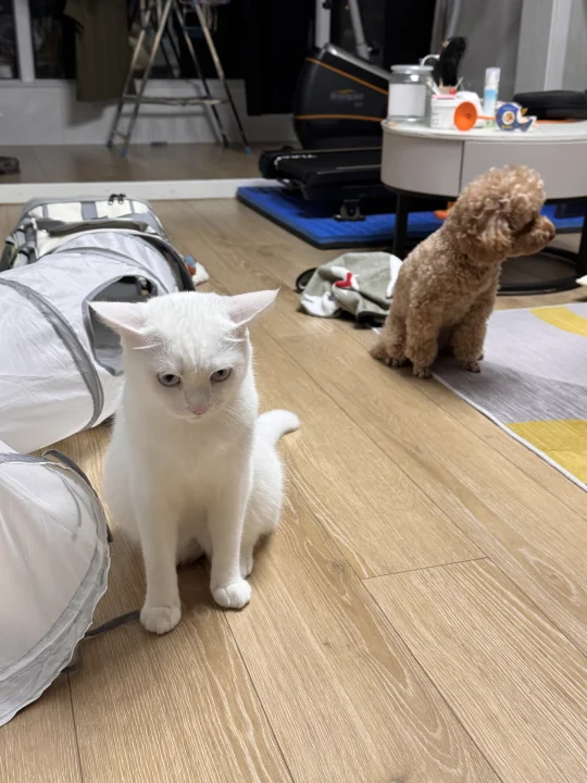想给我家猫狗合个影