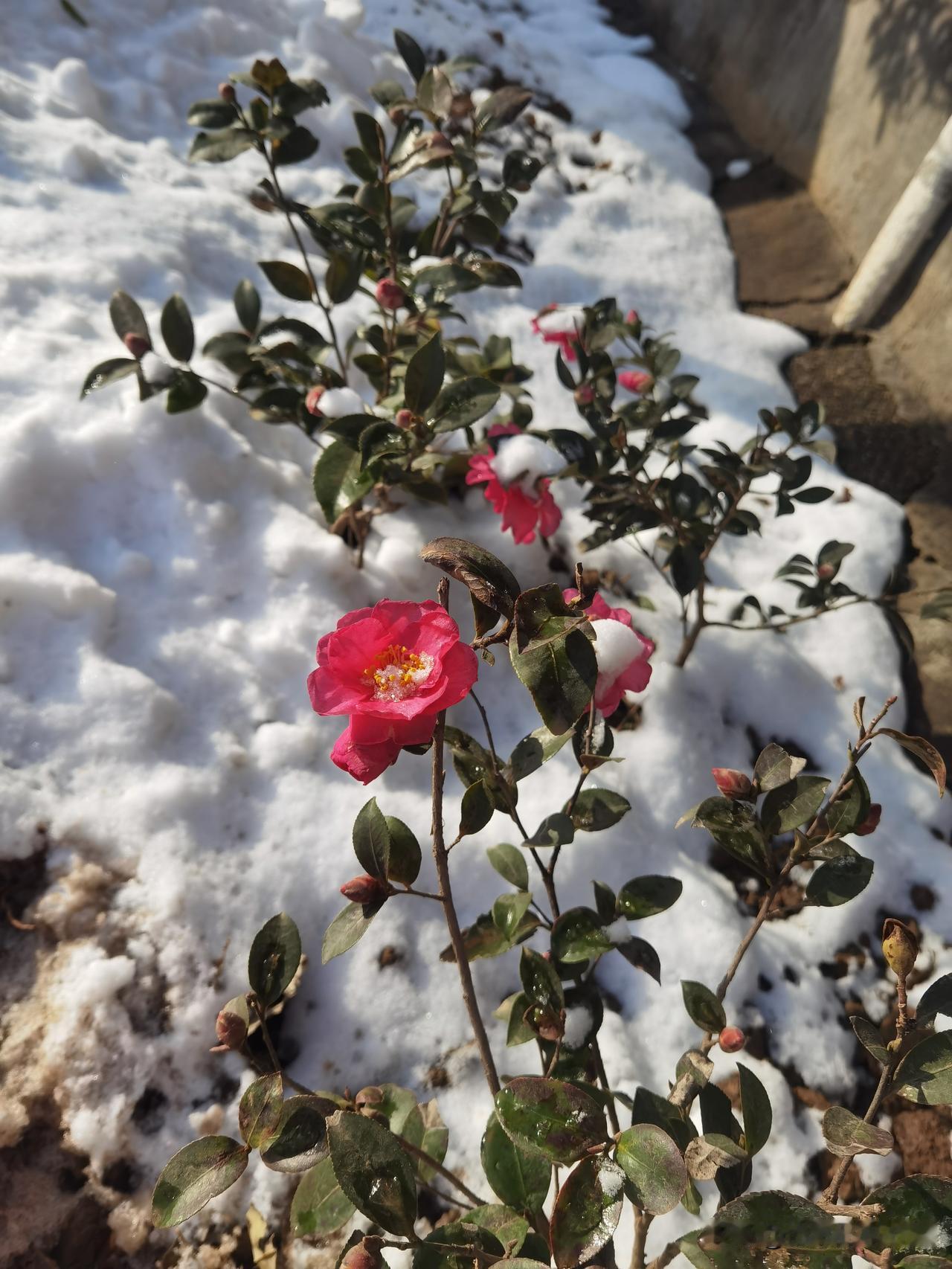 今天出门溜达，一抬眼就瞅见超惊艳的一幕——雪堆里居然开着一树山茶花！那雪白得晃眼