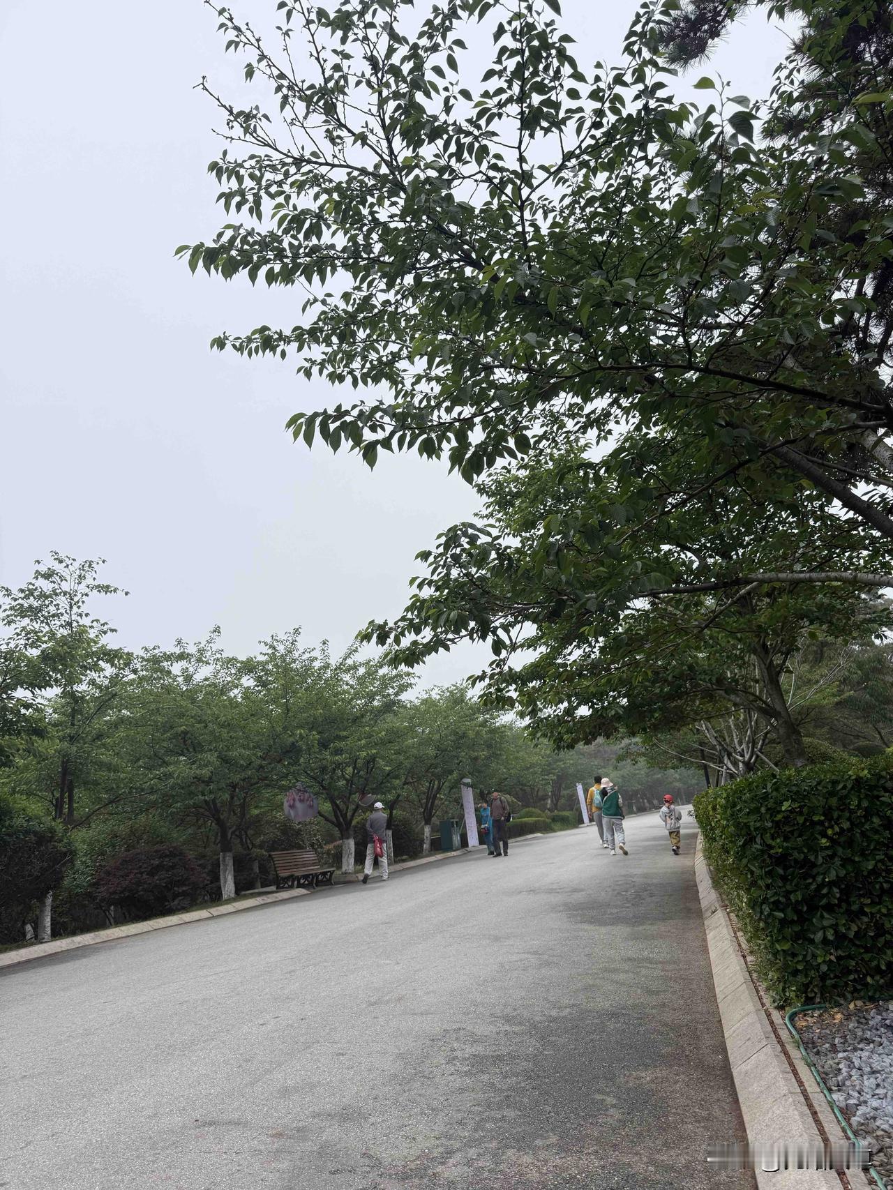 昨天是周日也是我来公园游玩的日子，近一个月以来青岛的天气大部分时间早上都是雾蒙蒙