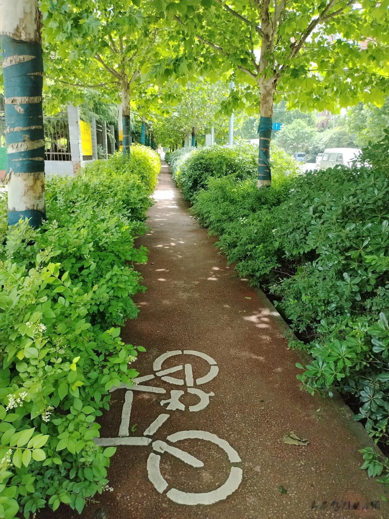 你看最近西安这块雨下的，非机动车道都有了绿野仙踪的感觉