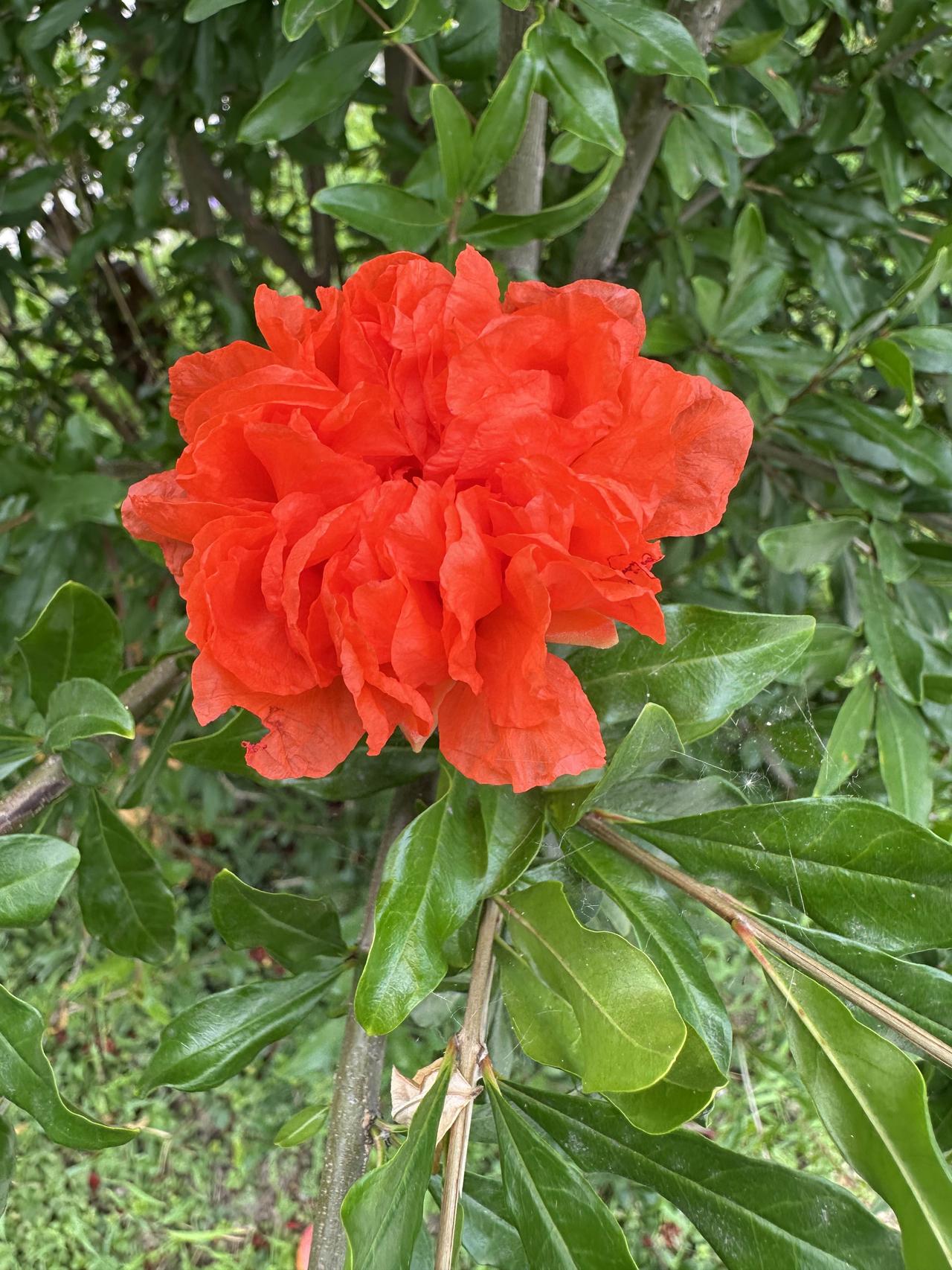 晒一张相册里的花天津滨海新区世纪广场花坛中的石榴花鲜红似火。