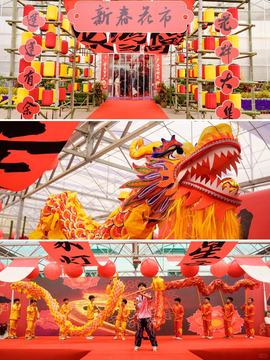 长沙年味儿🧨快来莲花镇赶个新春花卉市集