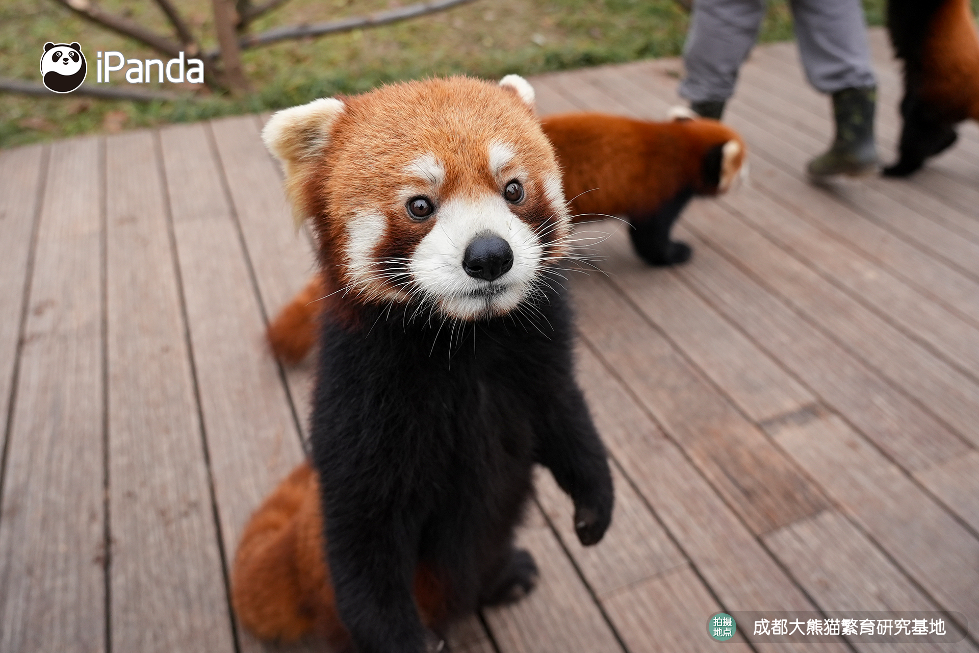 【小熊猫的治愈从早安开始🌟】发言熊：小熊猫名熊名言：一点甜就能满足的人，心里一