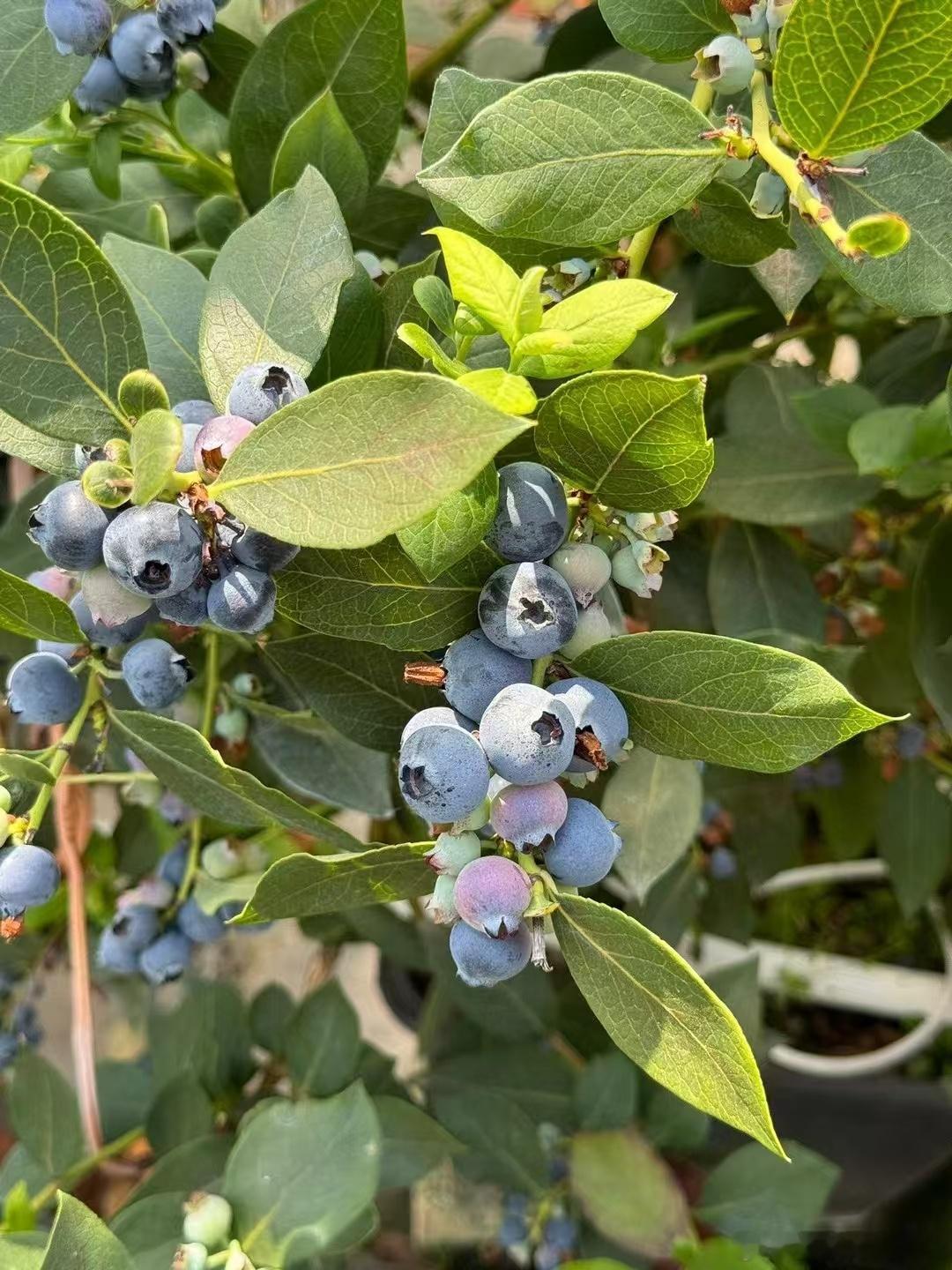 水果新品拟上架，来自云南抚仙湖的花香蓝莓，敬请期待。 ​​​