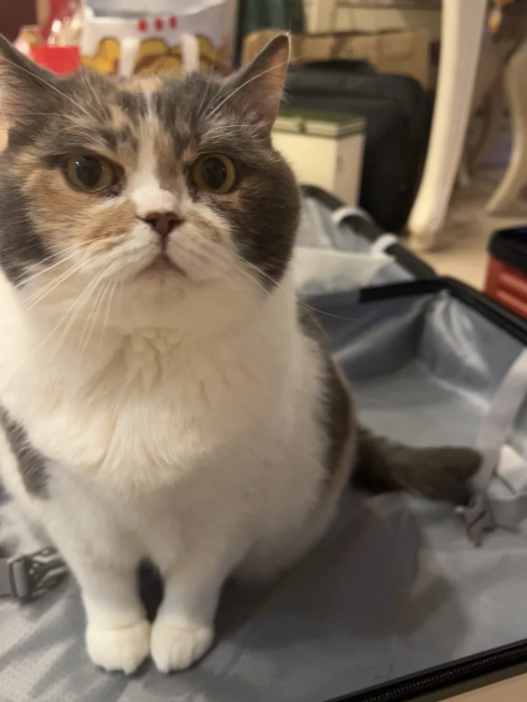 不考虑带猫旅游吗？