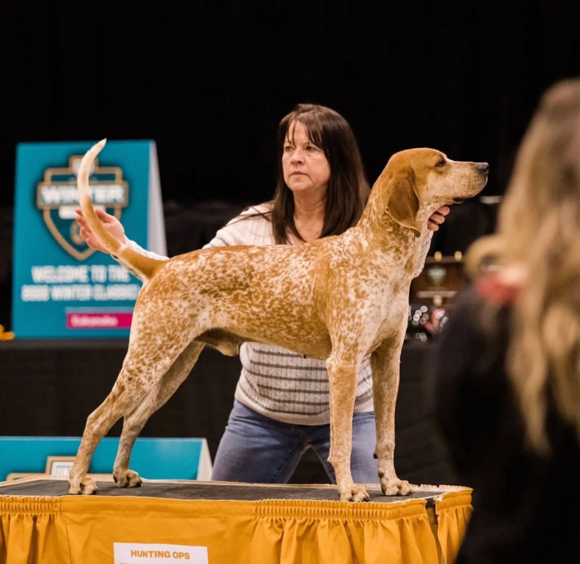 美国红斑猎犬，这不是冠军😂English Coonhound Redtick