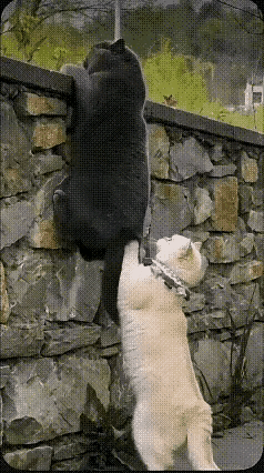 偶遇两只小猫咪一起想翻墙跑出去。
小白猫身子灵活，轻轻一跳就利索翻上了墙头。它回