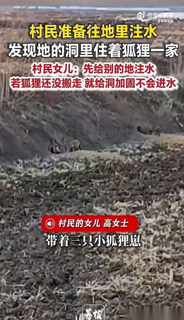 黑龙江佳木斯，老高正准备往地里灌大水，抽水泵已经突突响了。
就在水头要往田埂里钻