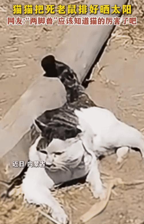 “这猫没白养，太强了！”内蒙古，猫躺在那晒太阳。没想到，它面前十几只死老鼠都是它