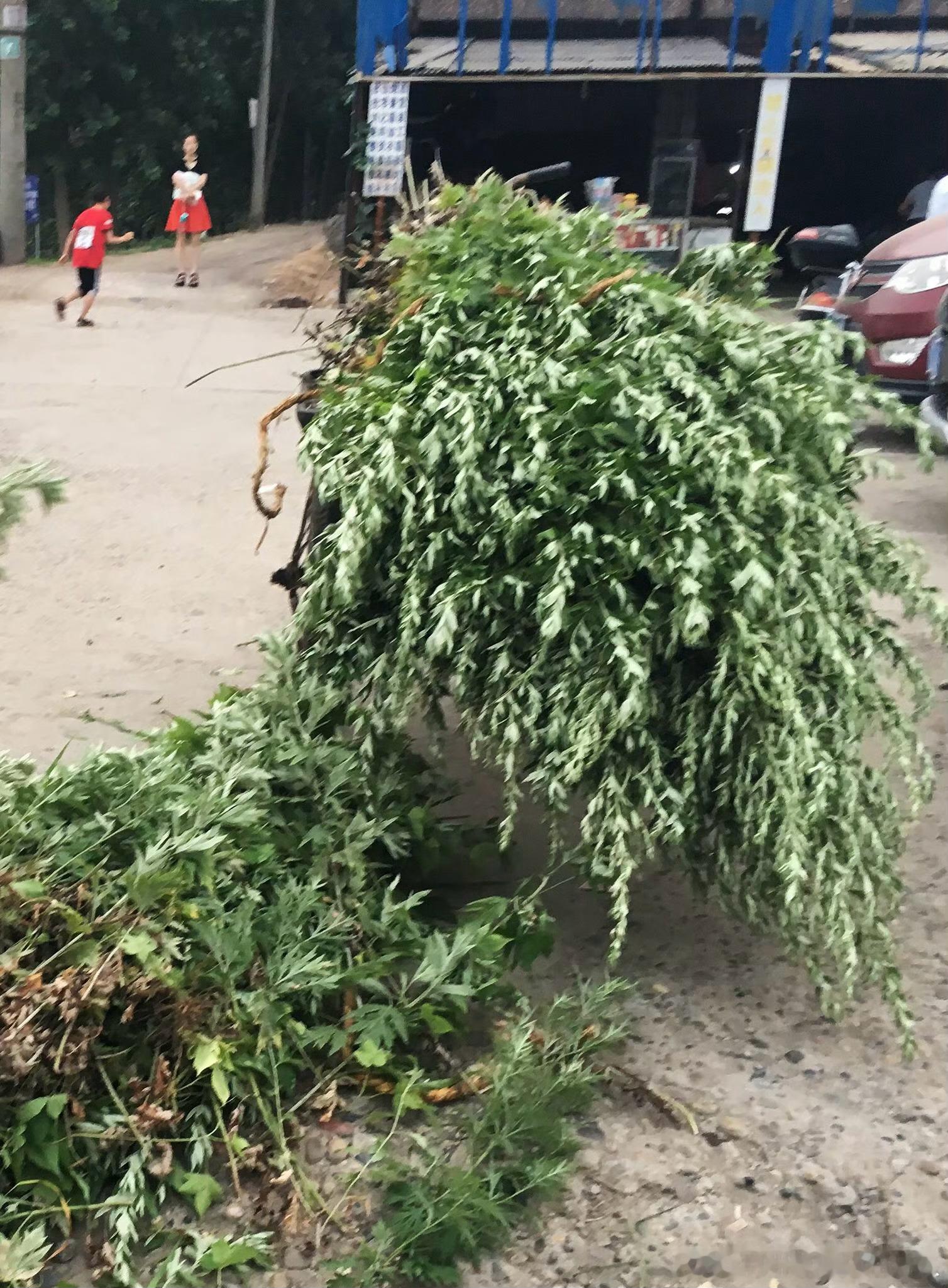 昨日寻野艾，今朝五更采。露湿半身衣，扁担肩挑来。门楣挂一束，五毒驱散开。更多成干