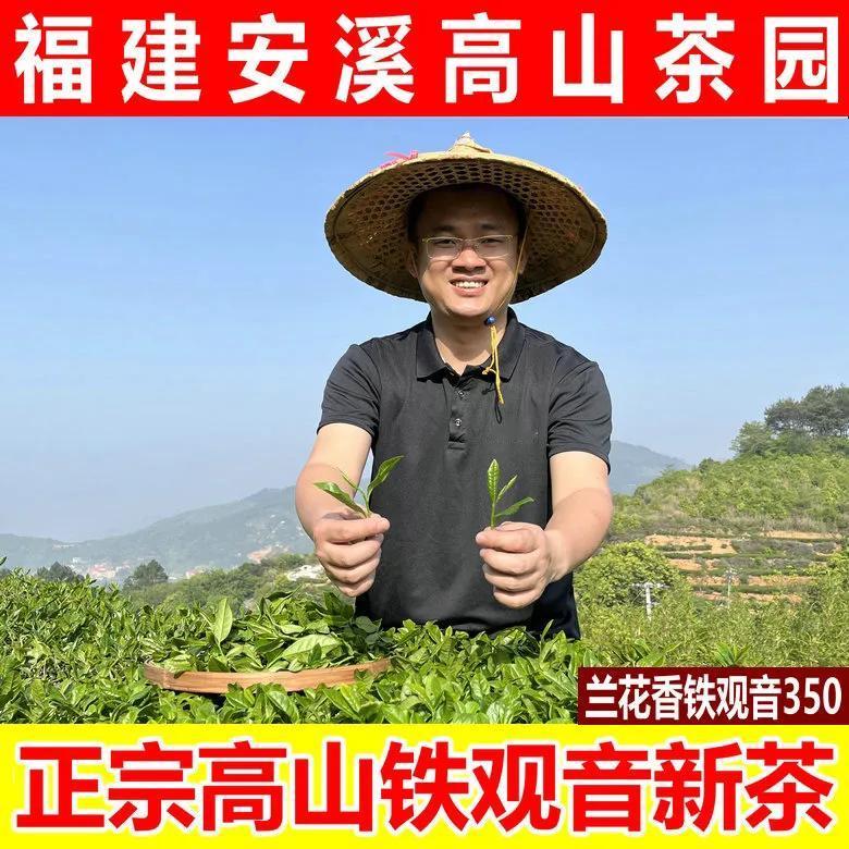 2024春茶铁观音新茶上市啦！这里是福建安溪，铁观音的源头产地！
每年的四月份，