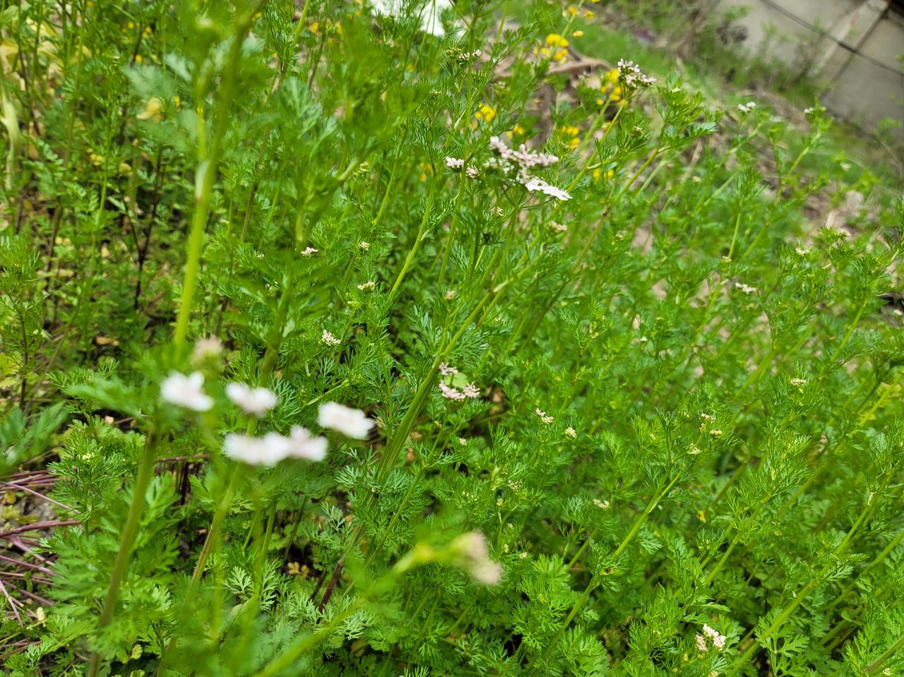 今天去菜市场买菜，把我气的不行，把卖菜的气的也不行。

有个摊位，菜特别便宜，正