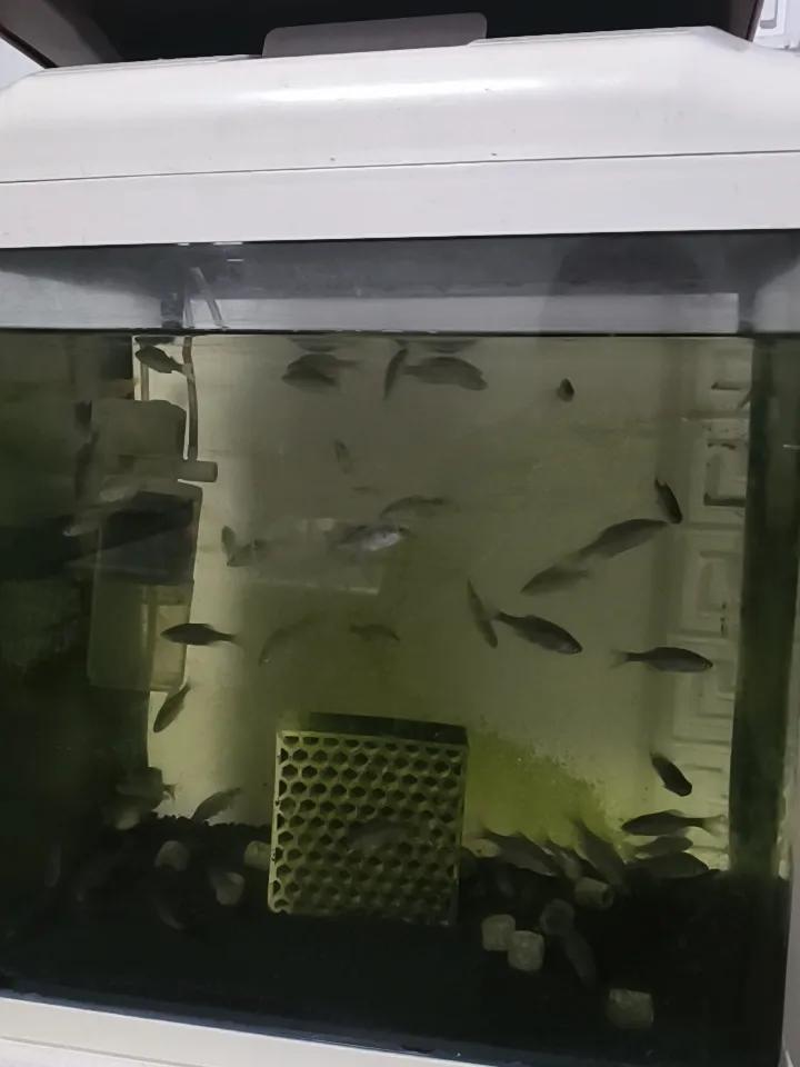 晒晒你们的鱼缸一波又一波，成活率不高[笑哭]