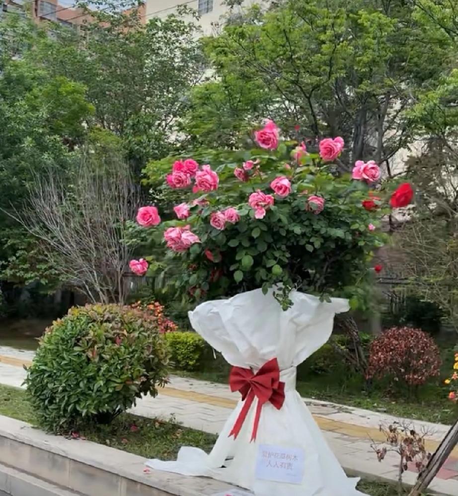 随手拍公园的花草月季花