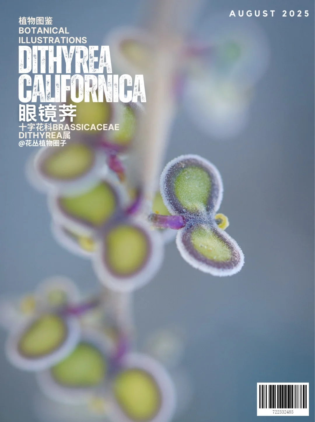 眼镜荠Dithyrea californica
