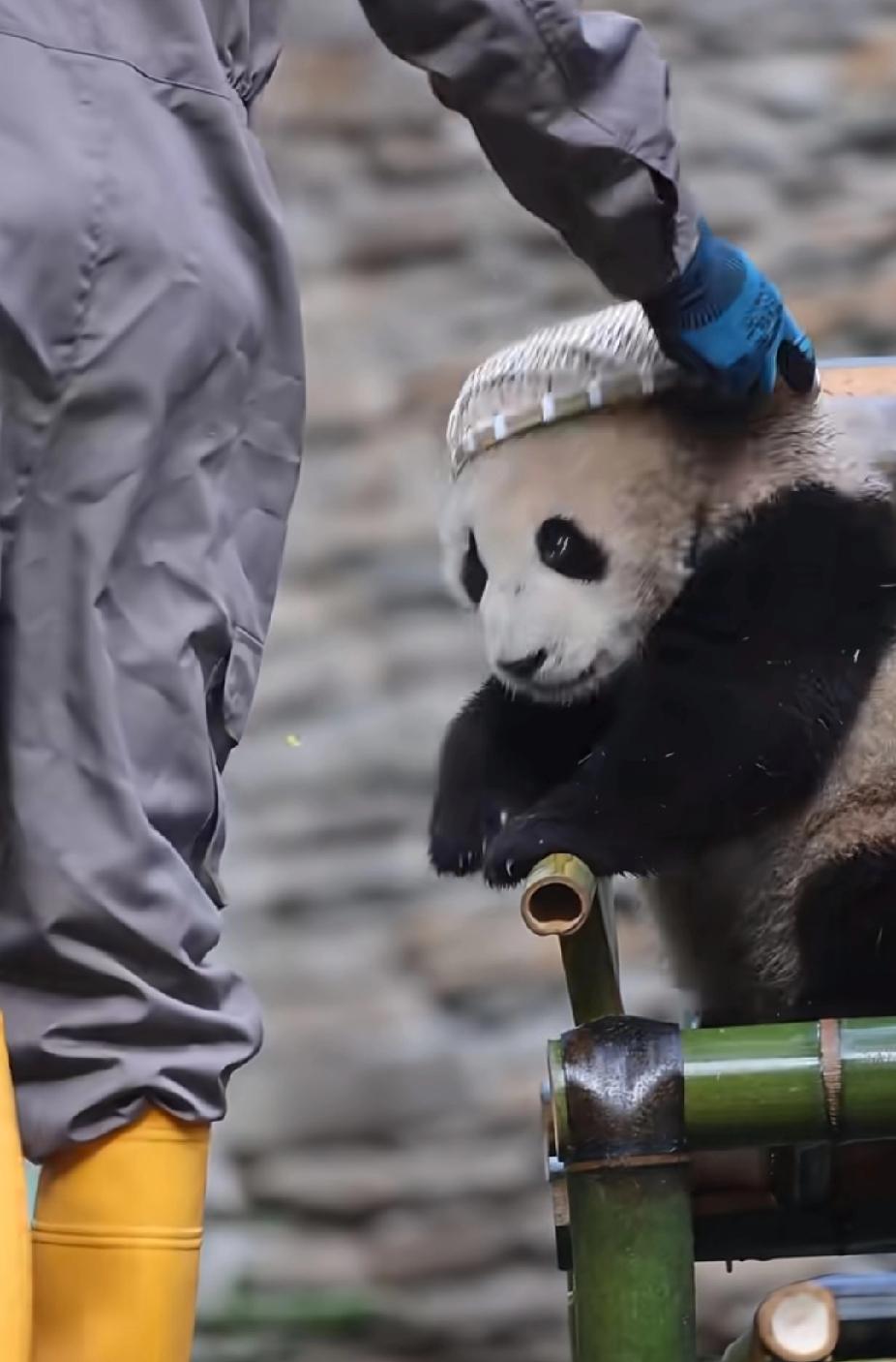 哪家奶爸这么可爱啊？随手就给崽崽扣了顶“帽子”，本来还生龙活虎精力旺盛的崽崽立马