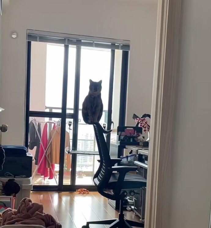 猫界有自己的牛顿 ​​​