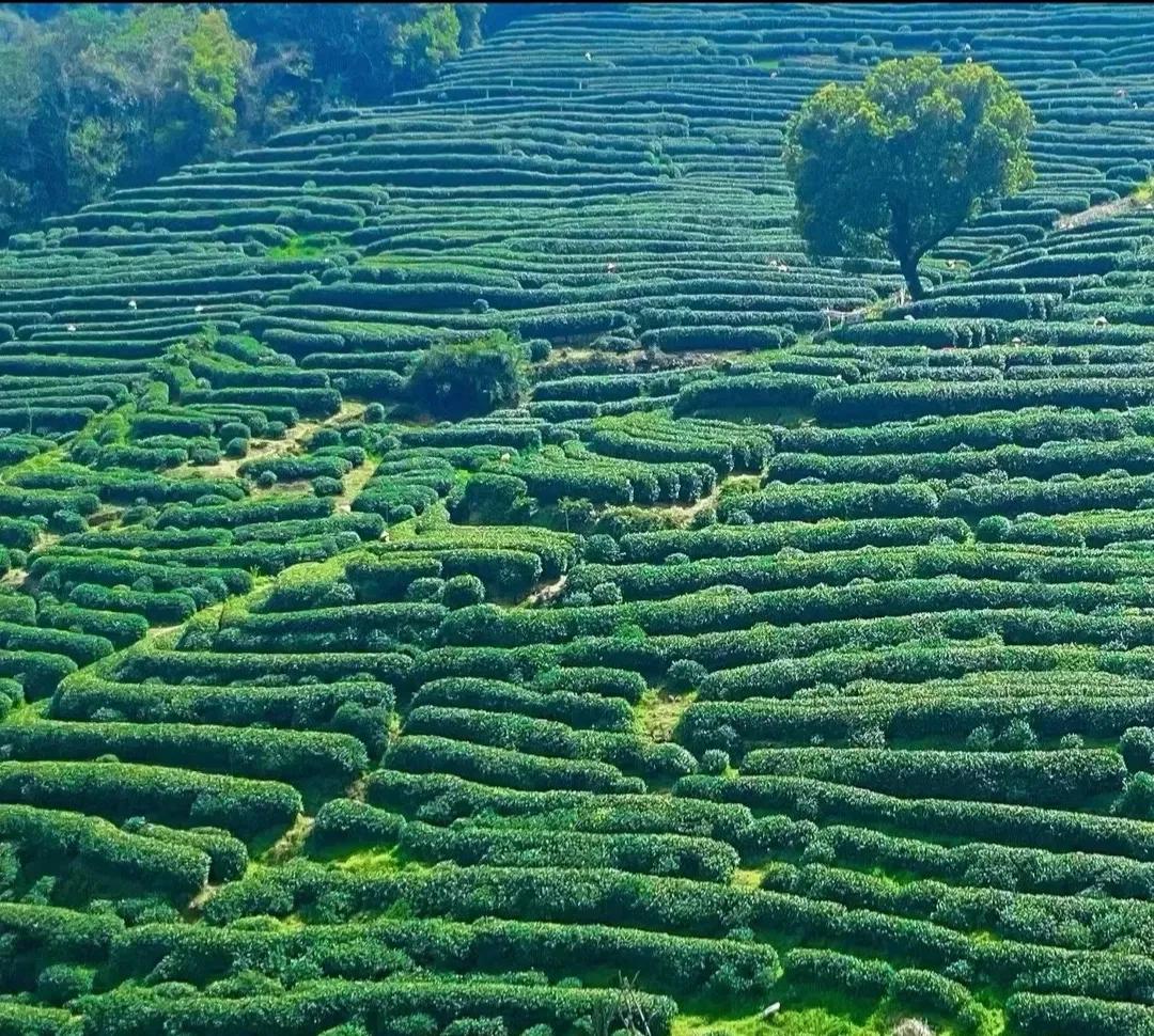 🌟杭州春日徒步全攻略 | 6条神仙路线一键解锁
——用脚步丈量人间四月天
【龙