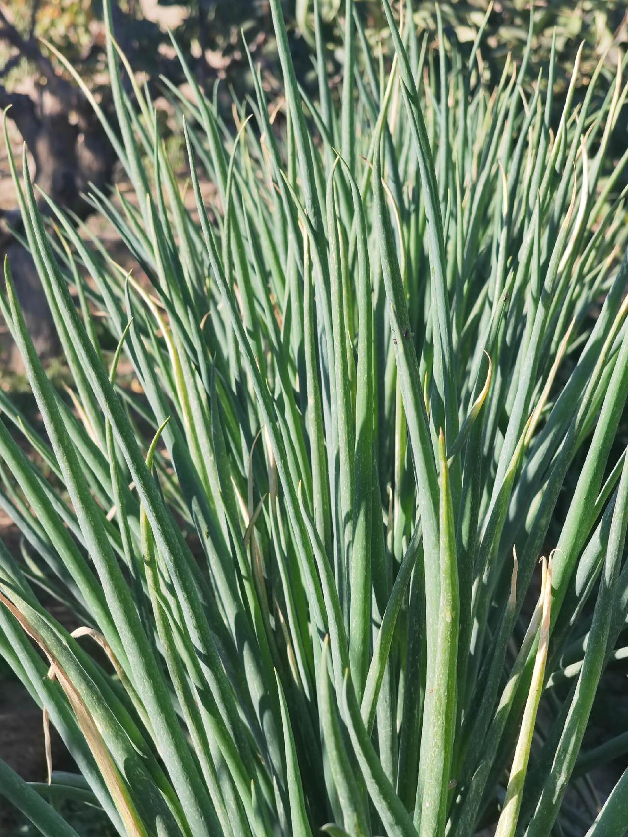 匆匆，又如何！#归乡  #农村生活 #乡村守护人