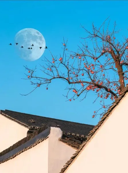 美图欣赏——自然的艺术与美味