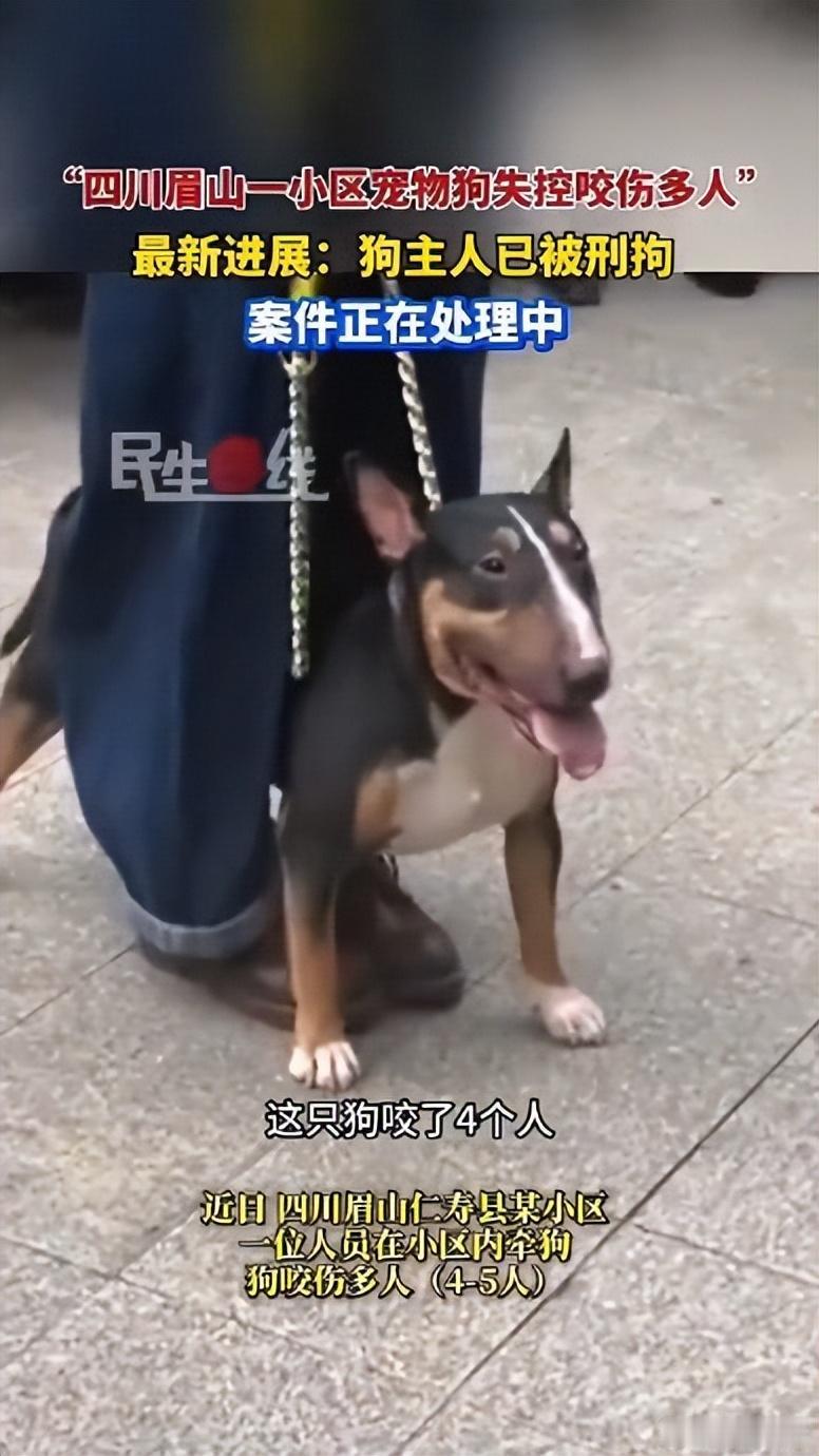 最近四川仁寿小区里的烈犬咬伤孩子脸事件，非常可怕。
牛头梗属于被明令禁养的烈犬，