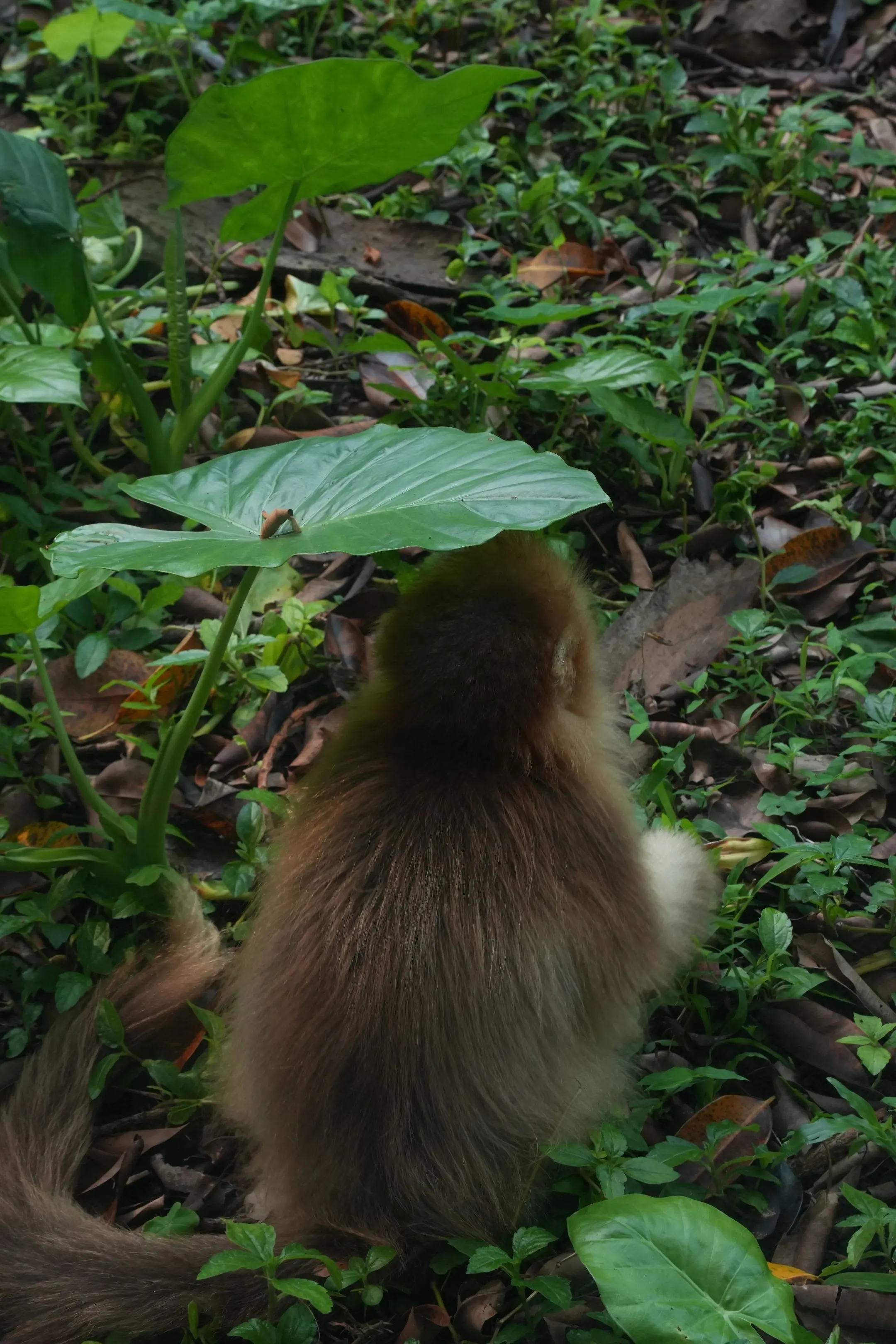 猴：要学会为自己撑伞，遮风挡雨。