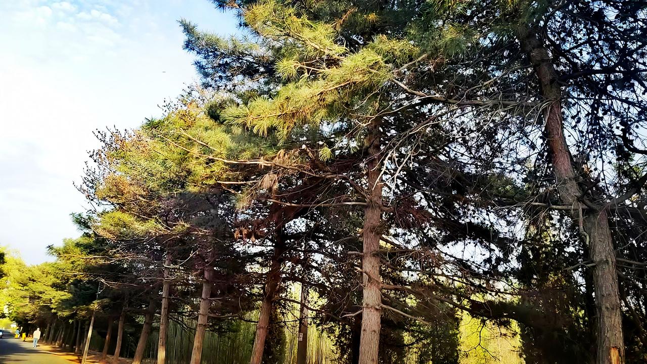 这片林间小路，简直是大自然的“滤镜”现场！每棵树都像是精心摆拍的模特，连阳光都忍