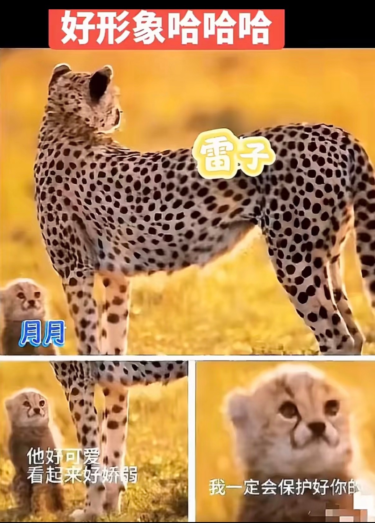 早上好呀，宝宝老师们，谁做的这个图，好形象啊，月月一点都不ooc~哈哈哈~ 