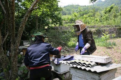 人为把普通工蜂房戳大、捅大，想让它变出蜂王——没用，基本白忙活，纯属外行玩法。