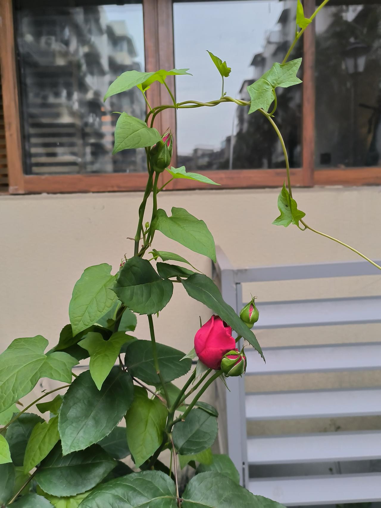 问大家一个问题
失业在家，你们平常都在干嘛？
我先来说说我自己
早上8点起床，吃