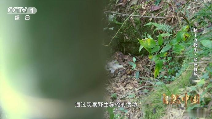 能晒太阳躲雨的仿生态蛇园啥样他们给野生异蛇建了个生态园这个蛇园设计太贴心了，露天