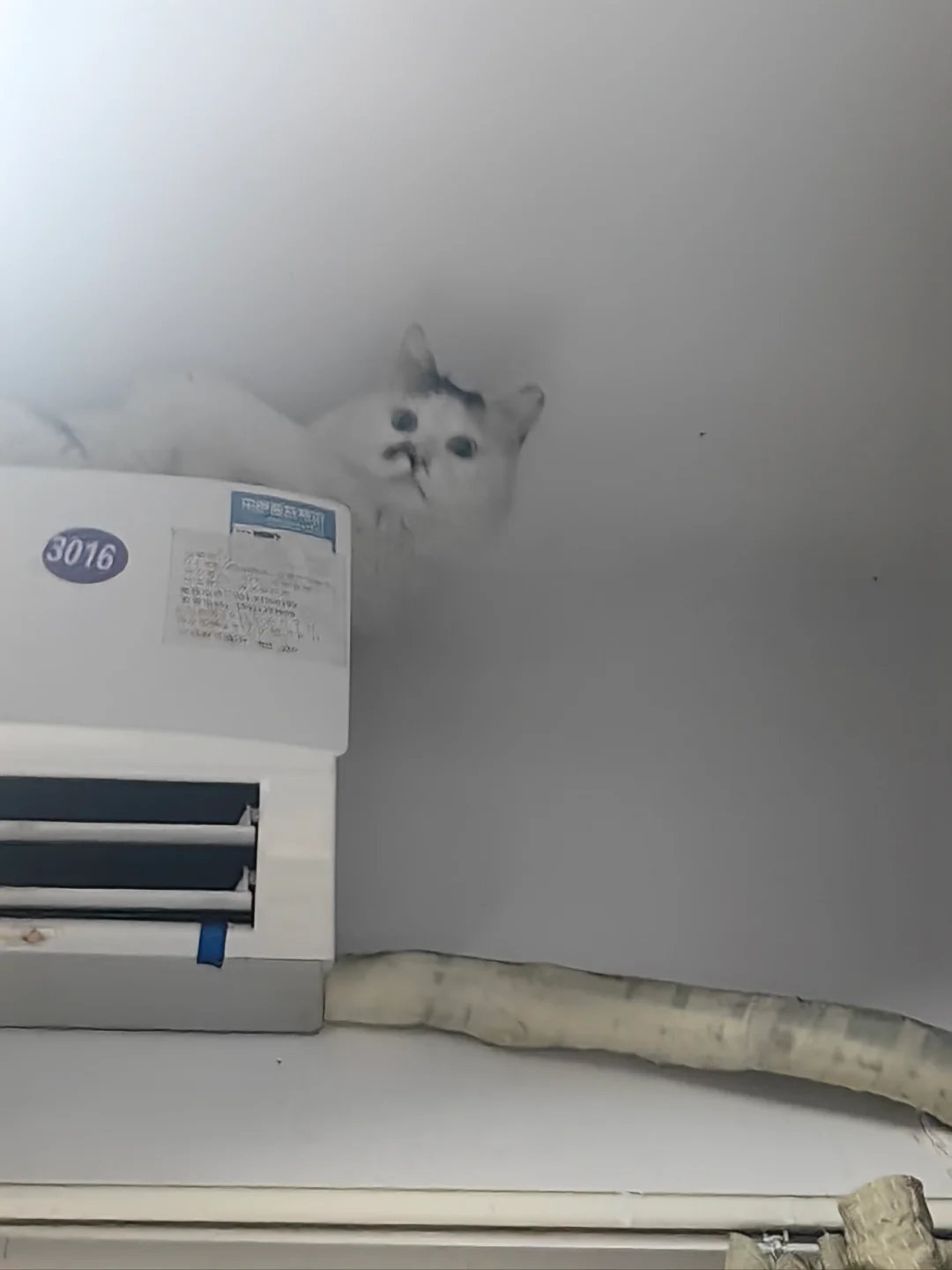一仰头发现学校的猫顺着床帘爬到空调上？