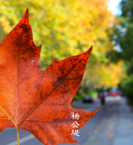 秋天是杭州一年中最美的季节，枫叶飘红，银杏落黄，光影变幻的唯美，色彩绚烂的惊艳，